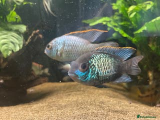 Cichlids fish Electric blue acara - Advert 7