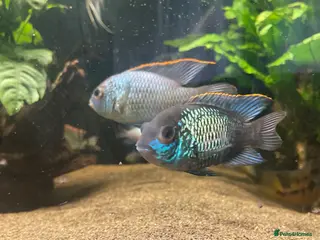 Cichlids fish Electric blue acara - Advert 6