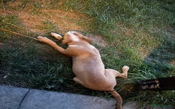 American Bull Staffy dogs for sale: Staffy cross American bull dog boy dog 5months old - Image 3