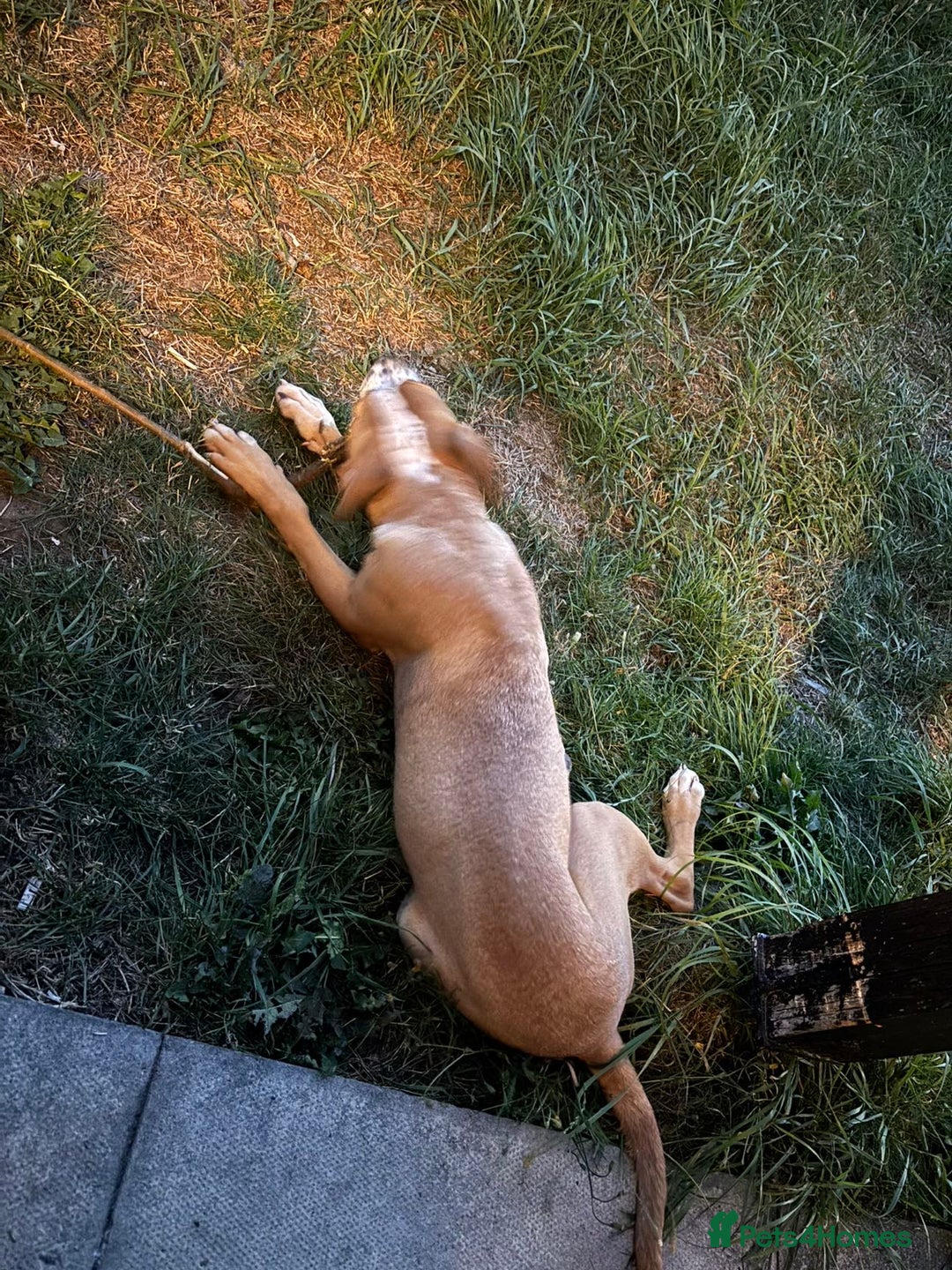 American Bull Staffy dogs for sale: Staffy cross American bull dog boy dog 5months old - Image 3