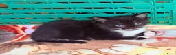 Mixed Breed cats for sale: 5 Kittens Available❤️ - Advert 13