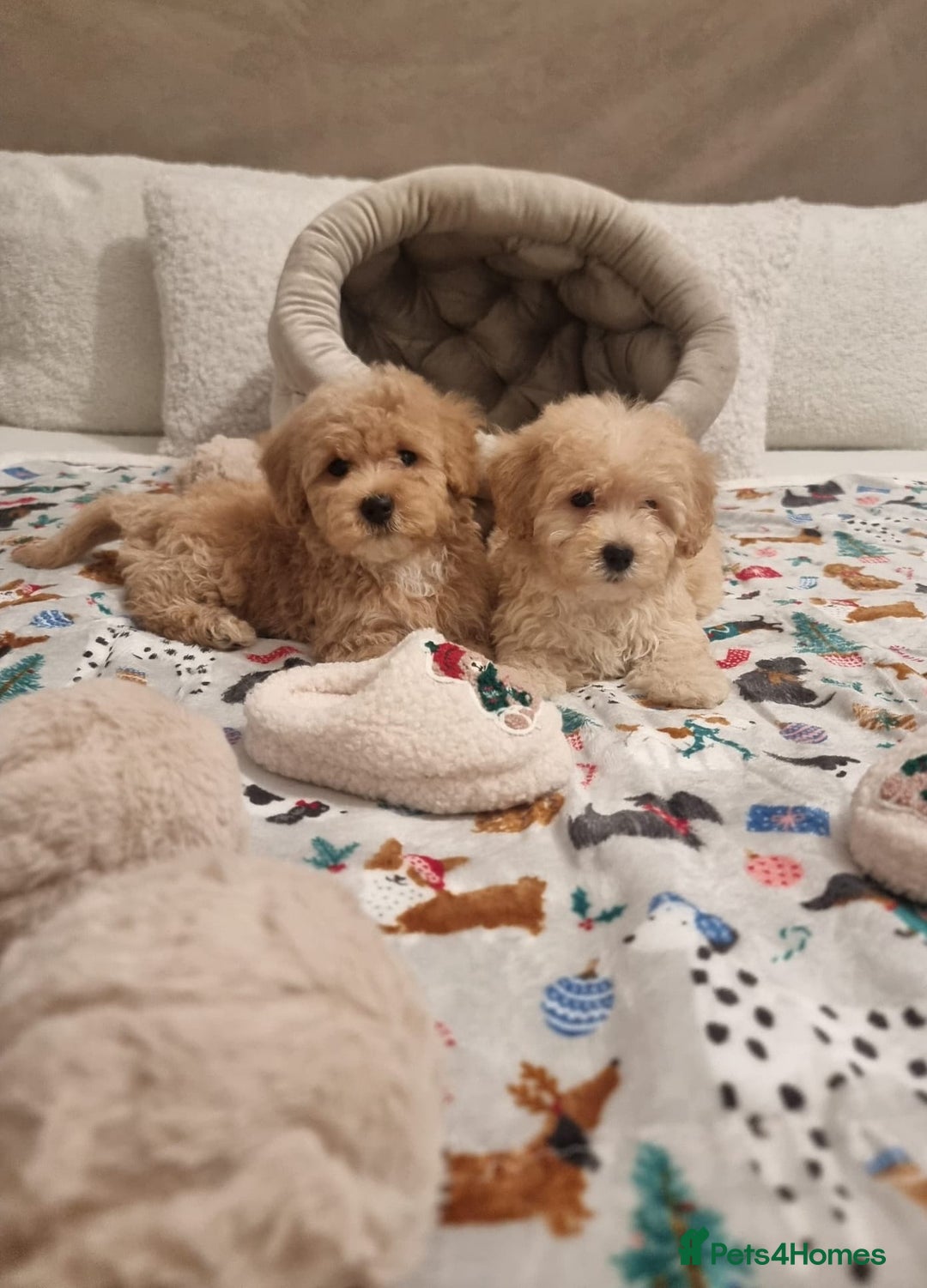 Maltipoo dogs for sale: Amazing apricot color Maltipoo puppies! - Advert 29
