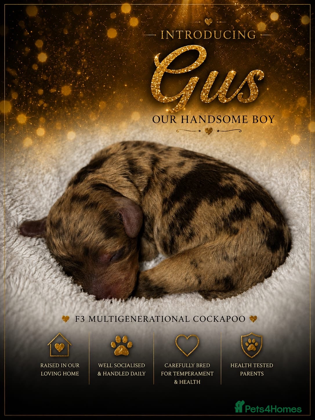 Cockapoo dogs F3 Cockapoo Puppies Chocolate & Merle Colours - Advert 7