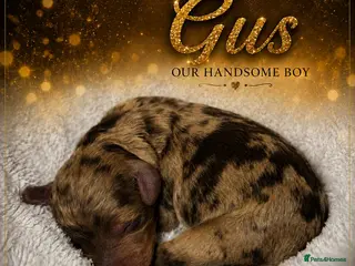 Cockapoo dogs F3 Cockapoo Puppies Chocolate & Merle Colours - Advert 1