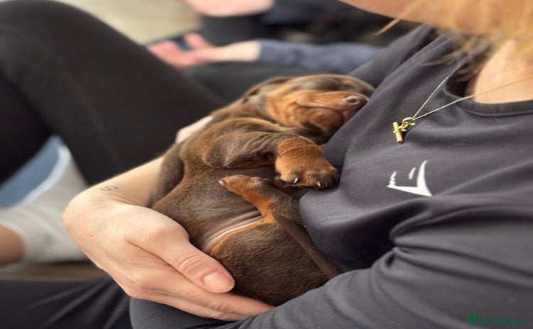 Miniature Dachshund dogs - Advert 13