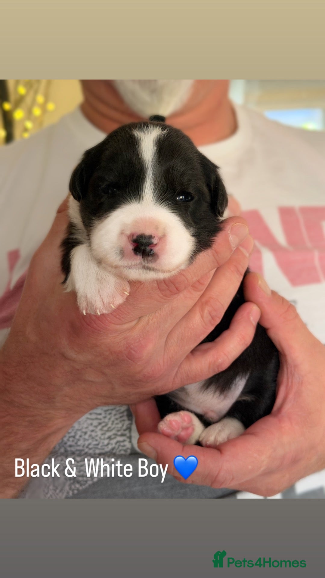 Border Collie dogs Beautiful Champion Line Puppies  - Advert 2