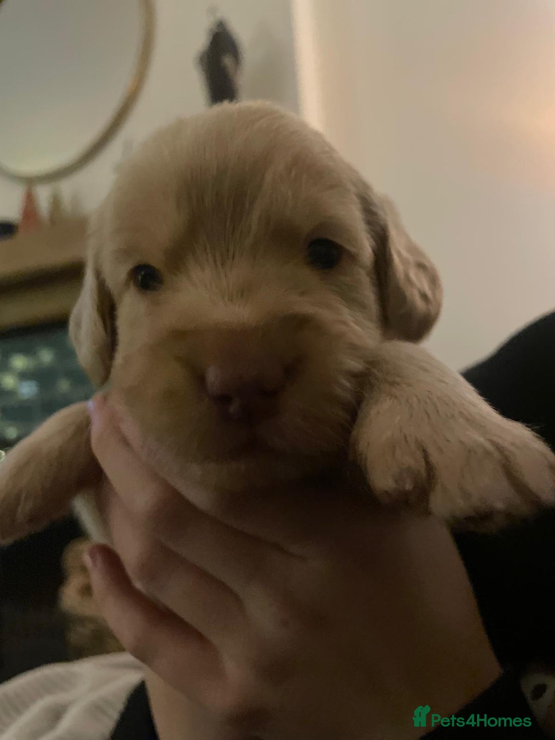 Labradoodle dogs for sale: Labradoodle puppies (home-raised) for sale - Advert 18