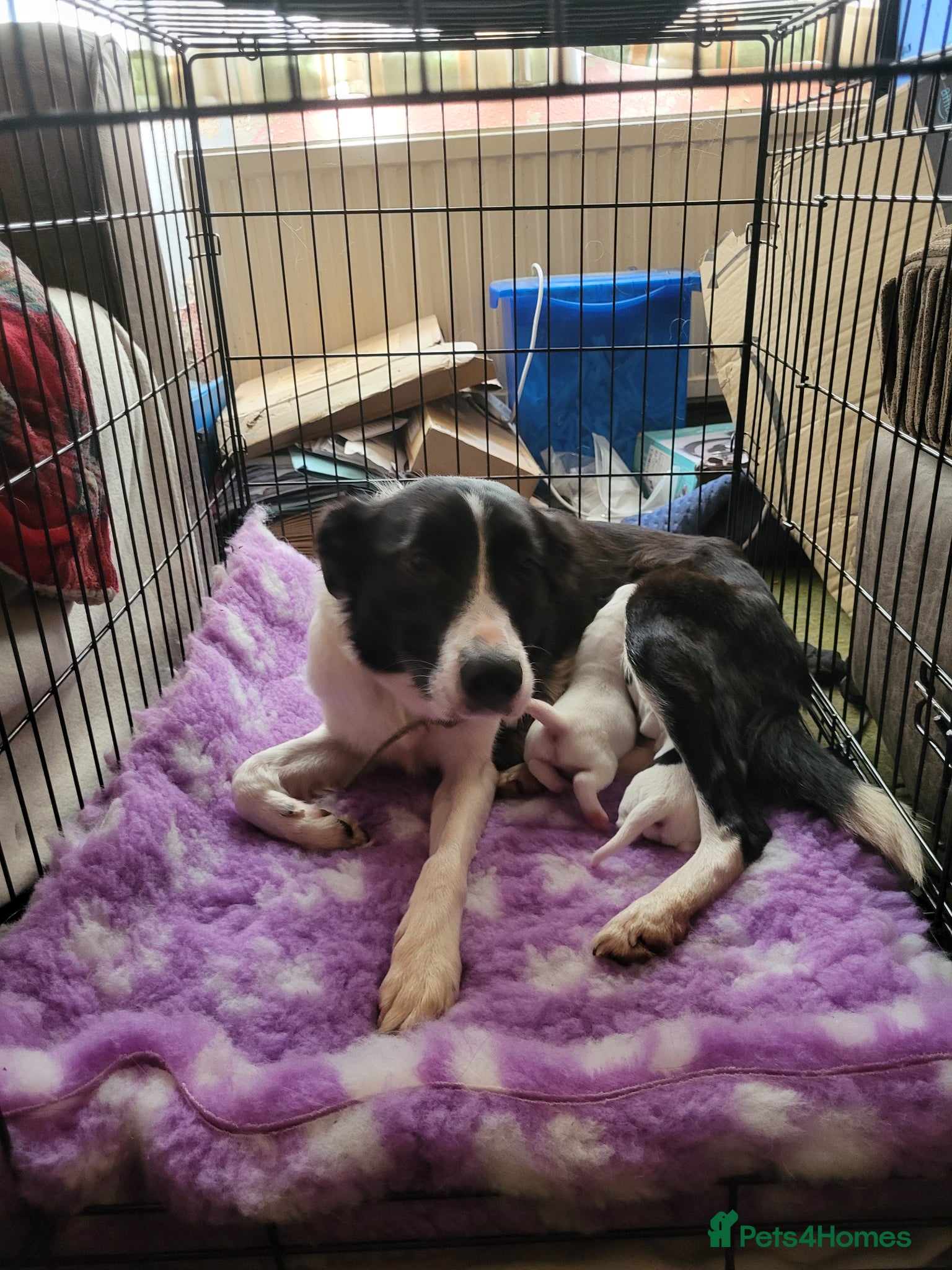 Sprollie dogs for sale: Border collie x Springer spaniel  - Advert 1