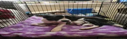 Sprollie dogs for sale: Border collie x Springer spaniel  in York - Advert 1