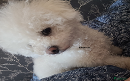 Mixed Breed dogs for sale: 🐶 Adorable La-Chon Puppies-Ready 1st December 🐶 - Image 19