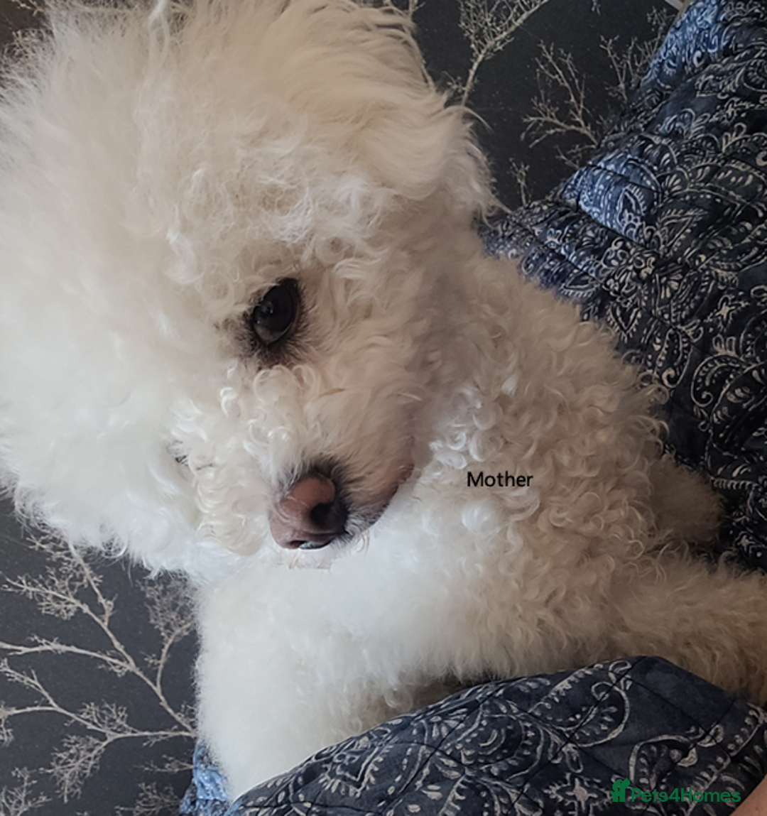 Mixed Breed dogs for sale: 🐶 Adorable La-Chon Puppies-Ready 1st December 🐶 - Image 19
