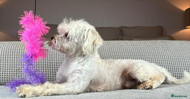 Maltese dogs - Advert 14