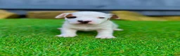Jack Russell dogs for sale: Jack russell  - Advert 5