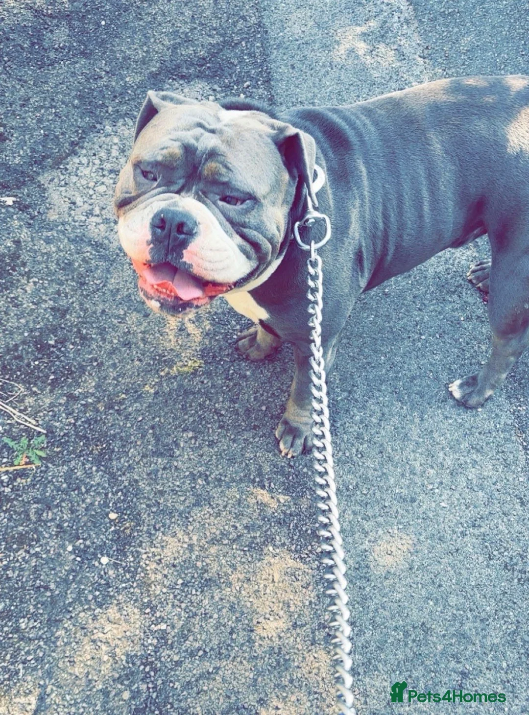 Olde English Bulldogge dogs for sale: Rodger~ new English bulldog - Advert 1
