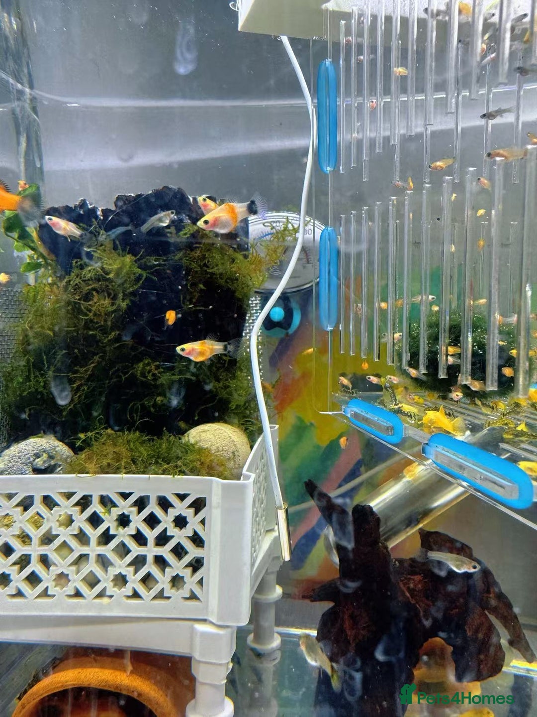 Plecos fish for sale: Beautiful small Platy, Guppy &Pleco – Hobby Tank - Advert 4