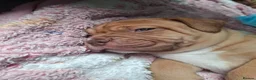 Mixed Breed dogs for sale: Muscle mastiff puppies  - Advert 9