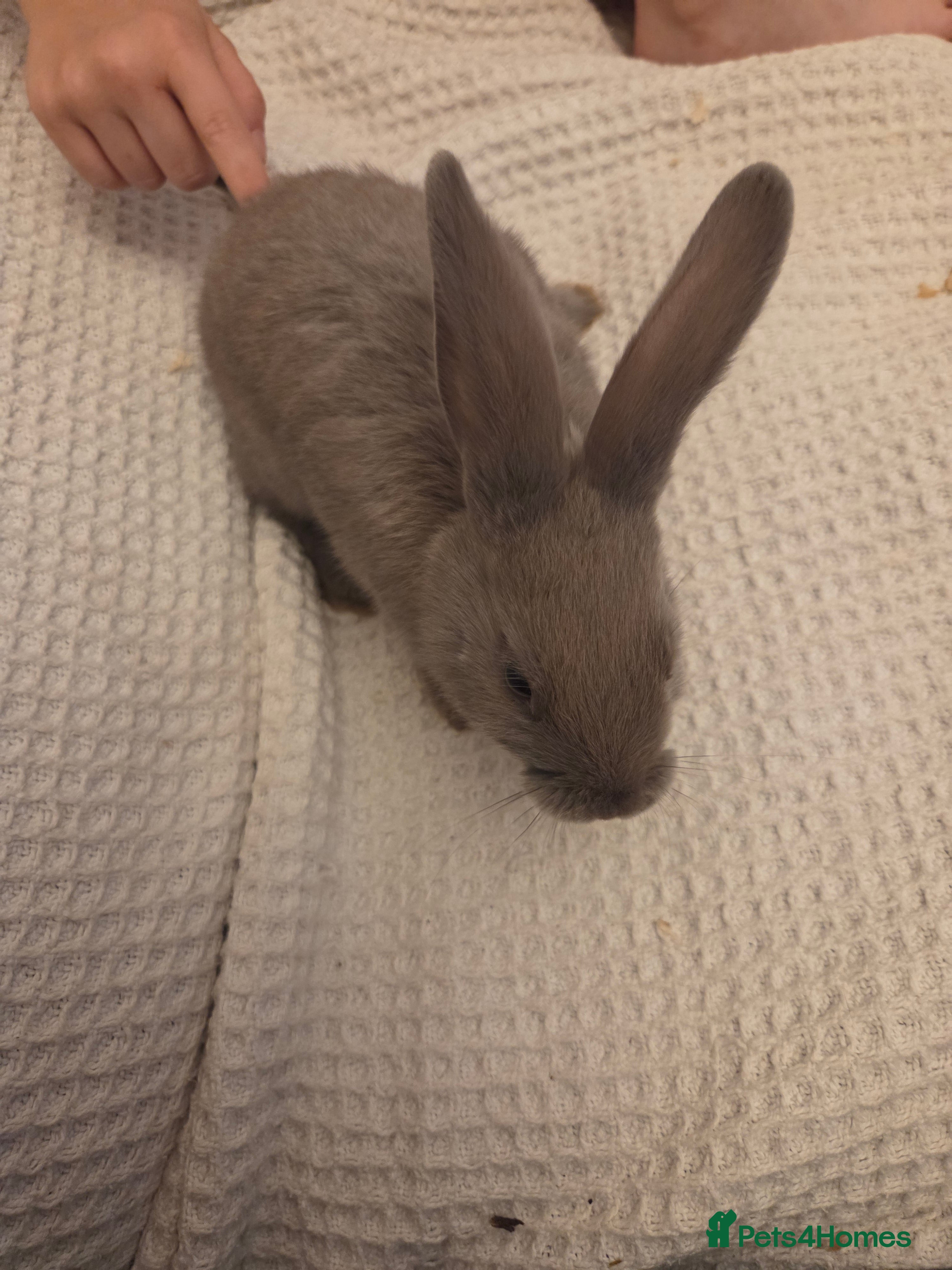 Mixed Breed rabbits Cute baby bunnies  - Advert 18