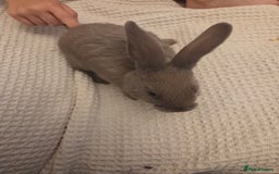 Mixed Breed rabbits for sale: Cute baby bunnies  - Image 1