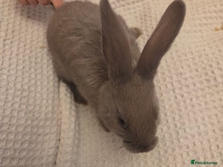 Mixed Breed rabbits - Advert 9