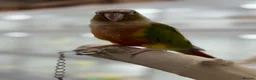 Conures birds for sale: Pineapple conure and green cheek conure  - Advert 4