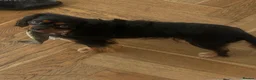 Cavalier King Charles Spaniel dogs for sale: 1-Year-Old Black & Tan Cavalier King Charles - Advert 2