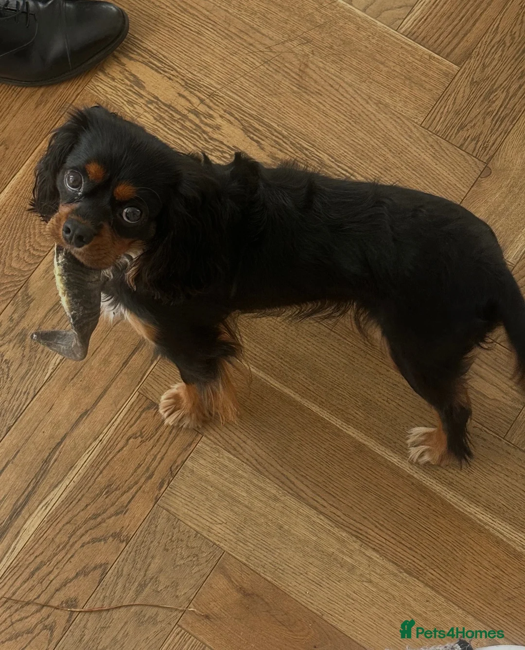 Cavalier King Charles Spaniel dogs for sale: 1-Year-Old Black & Tan Cavalier King Charles - Advert 2