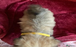 Lhasa Apso dogs for sale: Lhasa Apso Puppies 🐶  - Image 28