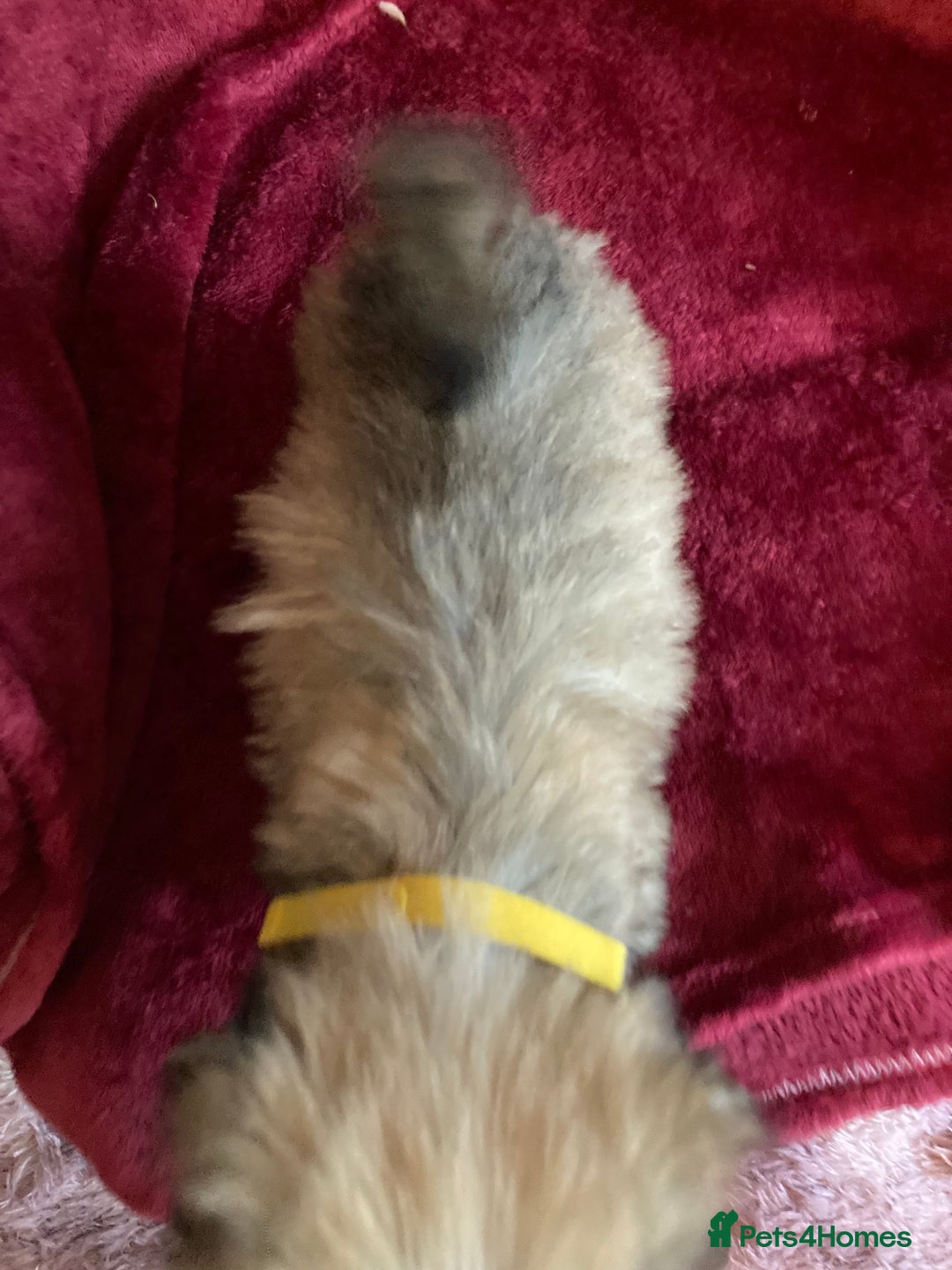 Lhasa Apso dogs for sale: Lhasa Apso Puppies 🐶  - Image 28