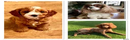 Cavapoo dogs for sale: Beautiful, health tested F1b Cavapoo Puppies - Advert 10