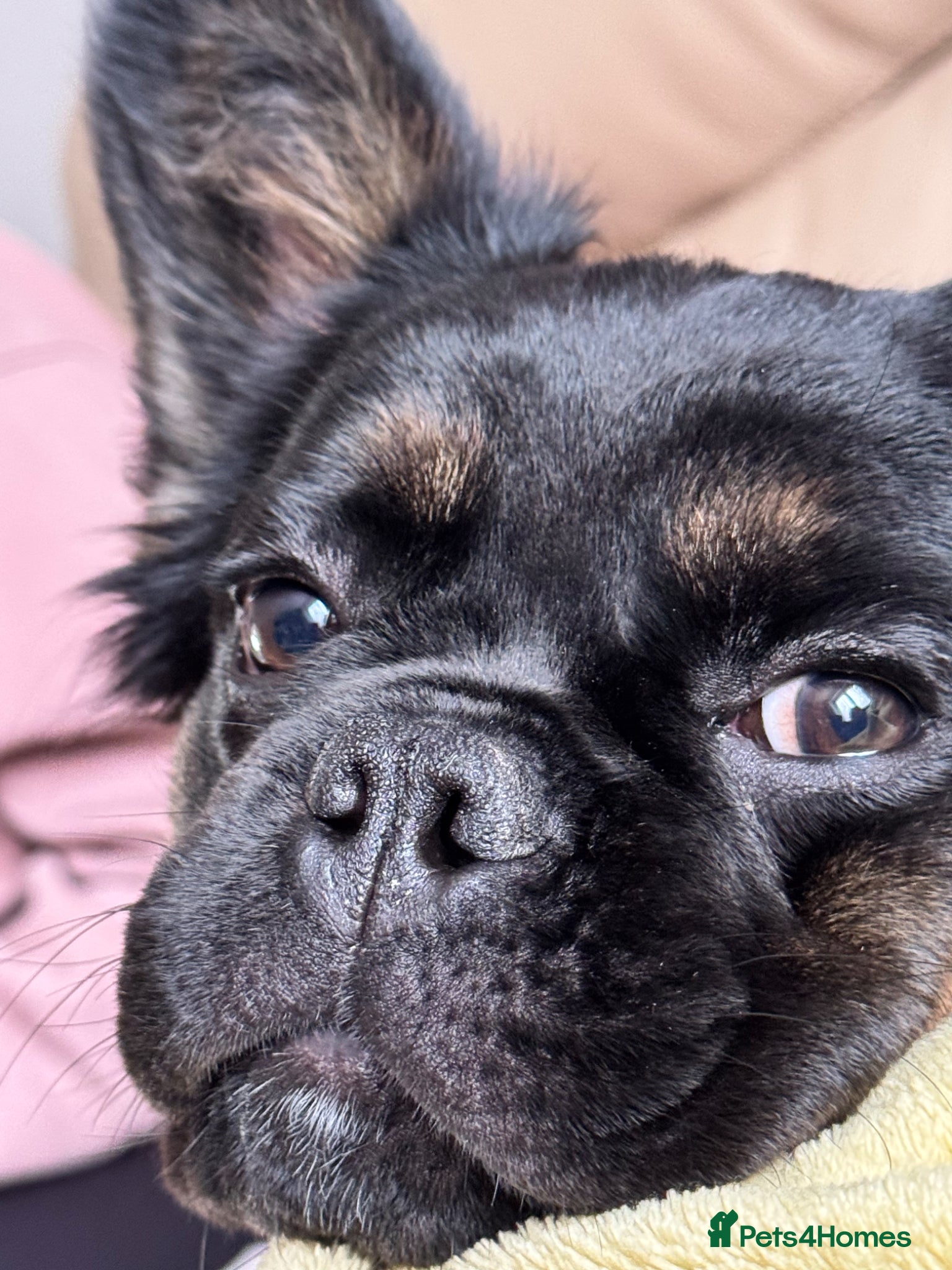 French Bulldog dogs Fluffy Frenchie 7 months old - Advert 1