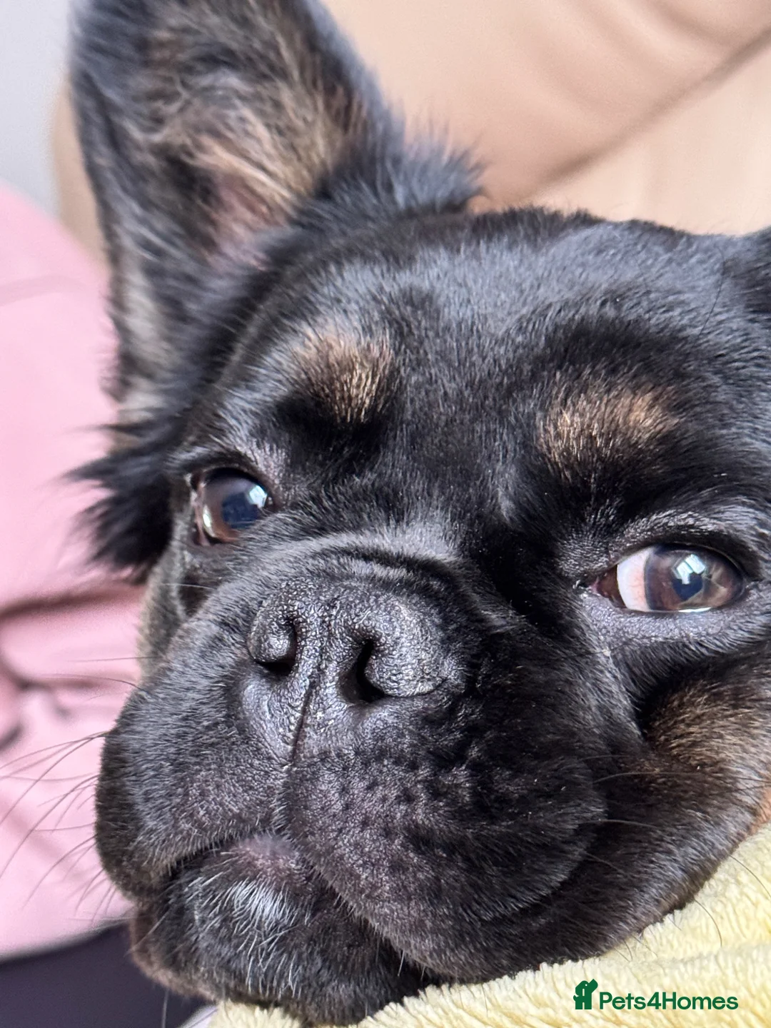 French Bulldog dogs for sale: Fluffy Frenchie 7 months old in Truro - Advert 1