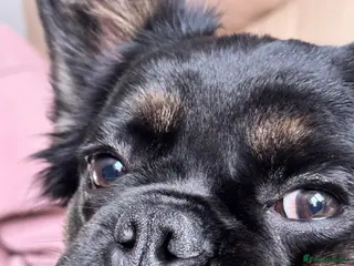 French Bulldog dogs Fluffy Frenchie 7 months old - Advert 1