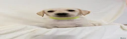 Labrador Retriever dogs for sale: 6 adorable Labrador retriever puppies  in Maldon - Advert 8