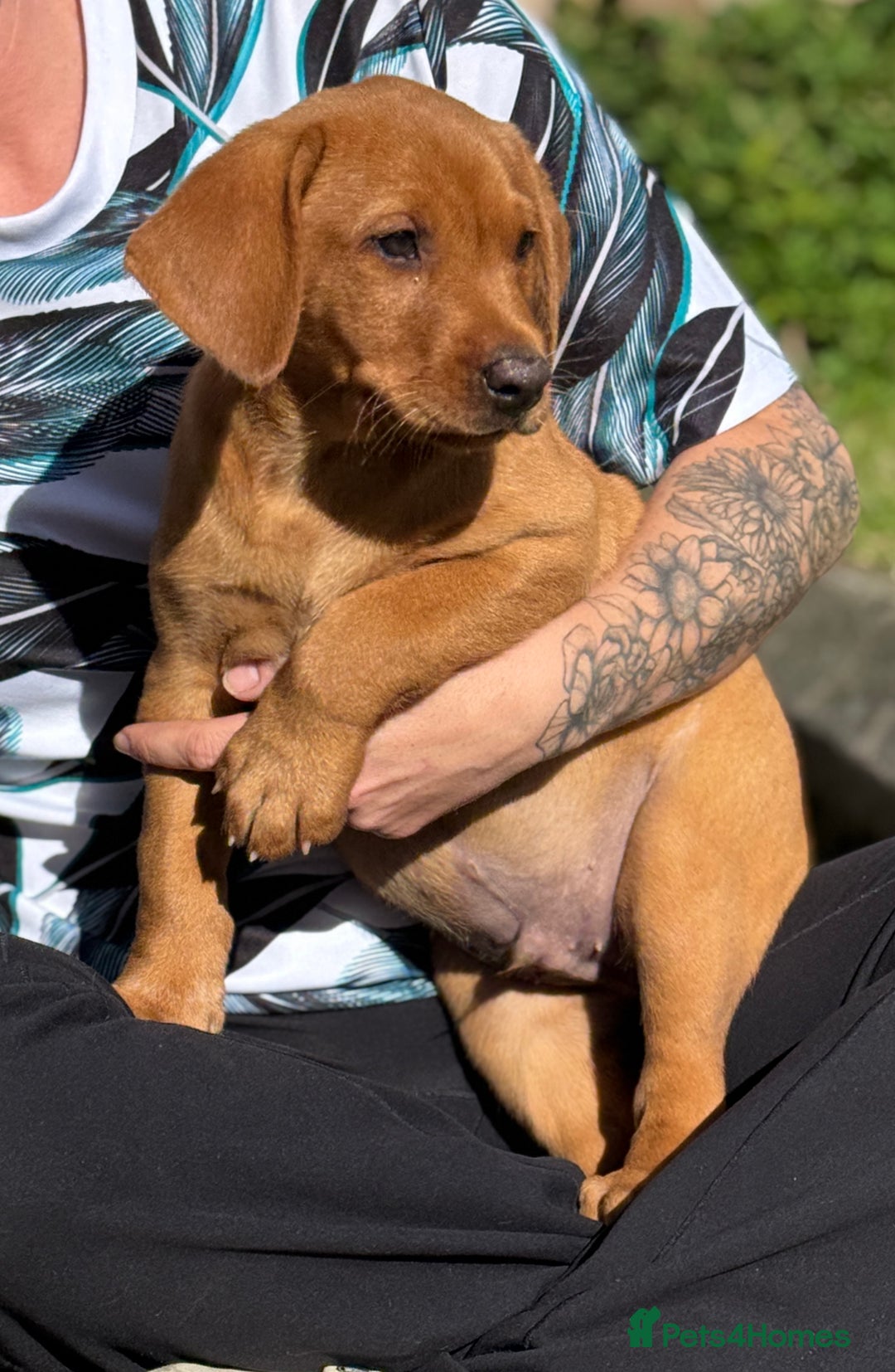 Labrador Retriever dogs for sale: Fox Red /  Mahogany Labradors  - Image 27