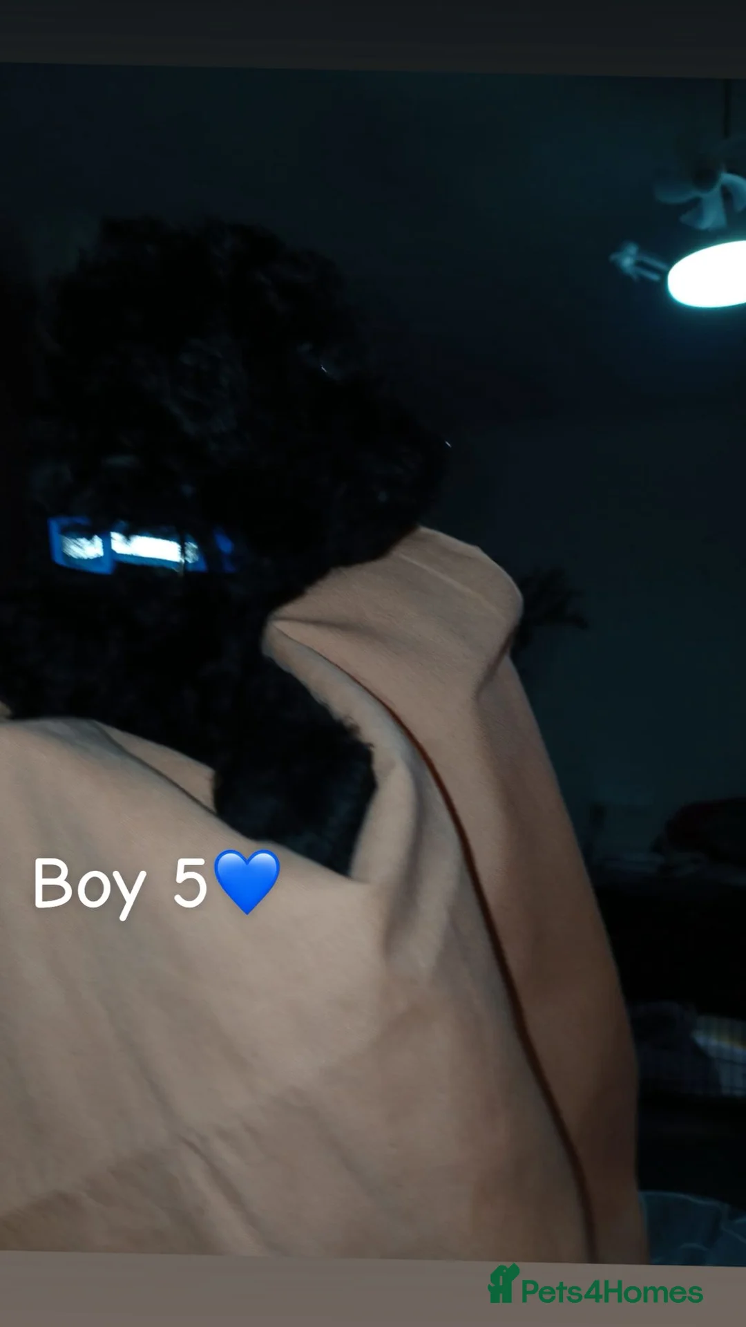 Cockapoo dogs for sale: Boy cockerpoo puppies  - Advert 2