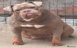 Olde English Bulldogge dogs for sale: Ex Champion Show girl for rehome PET HOME ONLY - Image 3