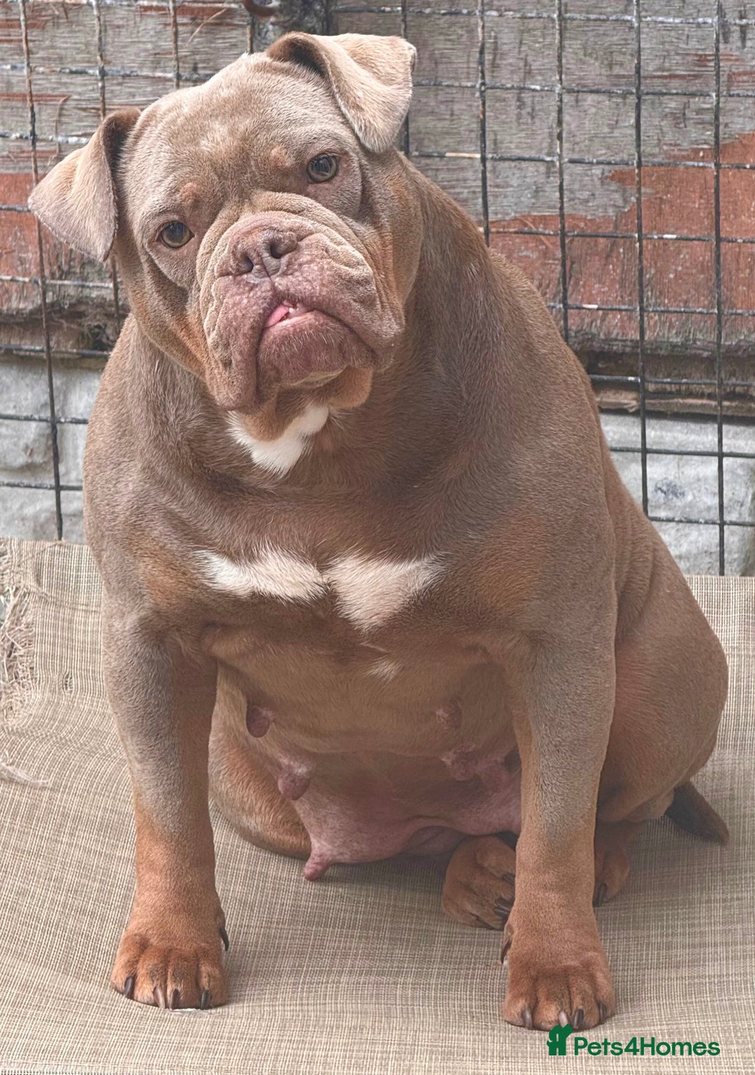 Olde English Bulldogge dogs for sale: Ex Champion Show girl for rehome PET HOME ONLY - Image 3