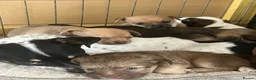 Jack Chi dogs for sale: Jack Russell x puppies in Holsworthy - Advert 1