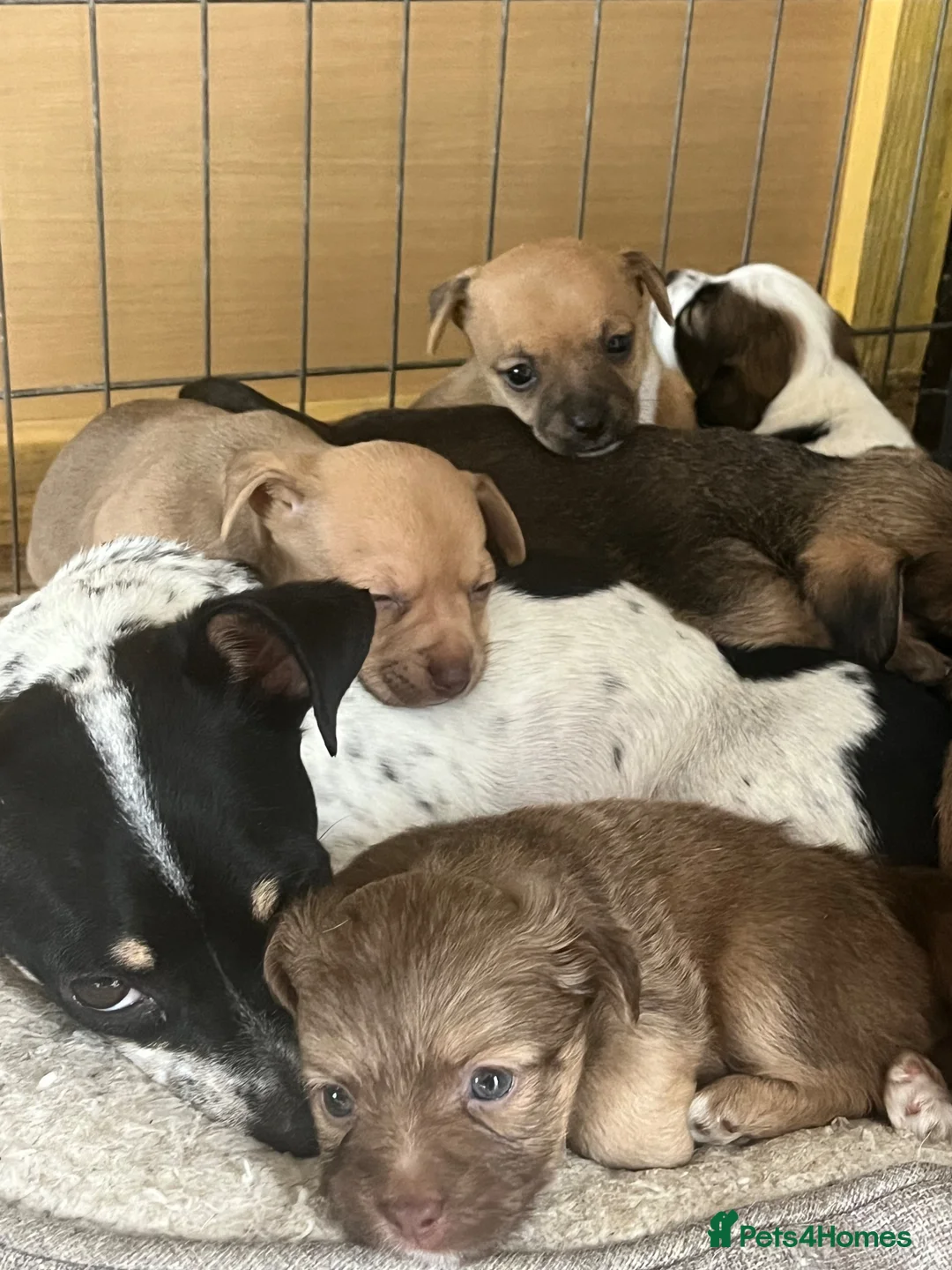 Jack Chi dogs for sale: Jack Russell x puppies in Holsworthy - Advert 1