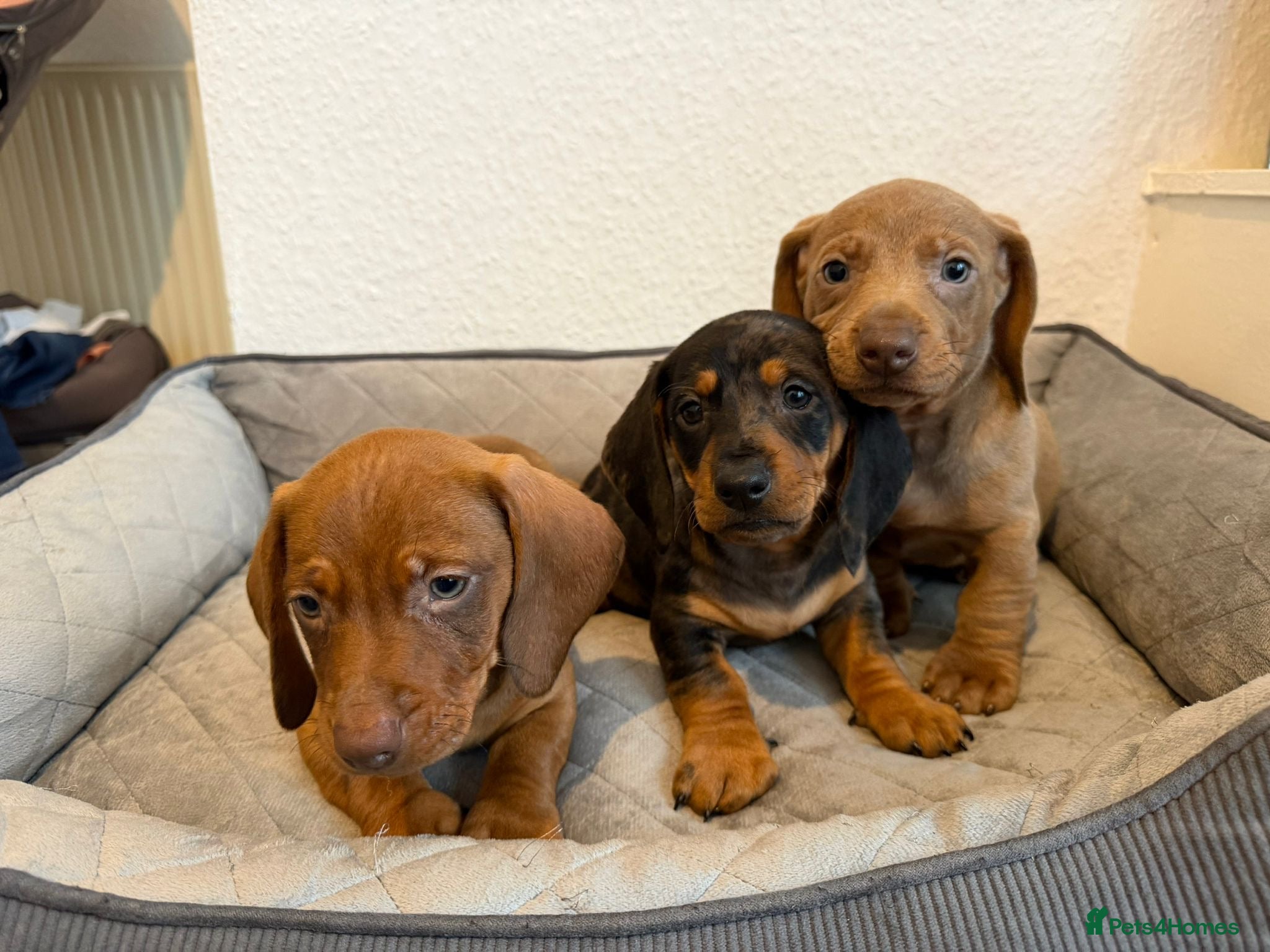 Dachshund dogs Miniature Dachshund puppies  - Advert 2