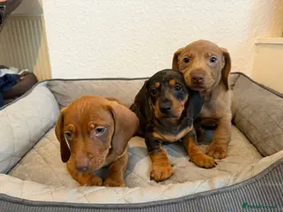 Dachshund dogs Miniature Dachshund puppies - Advert 2