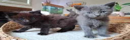 Mixed Breed cats for sale: FLUFFY MAINE COON CROSS KITTENS - Advert 27