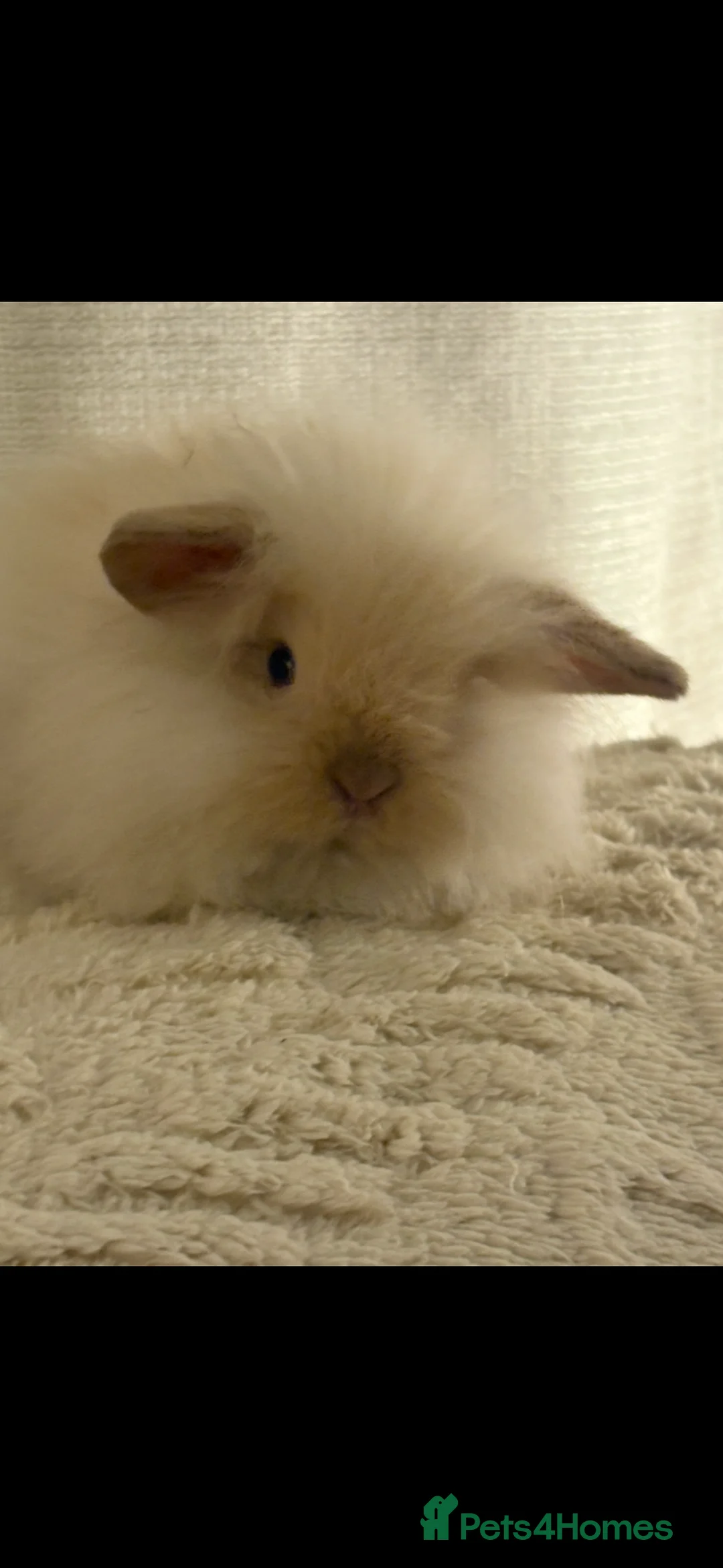 Mini Lion Lop rabbits for sale: Gorgeous Fluffy Double Mane mini lion lop bunny’s  - Advert 14