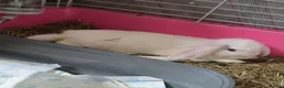 Mixed Breed rabbits for sale: Rabbits with cage  in Leeds - Advert 3