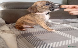 Mixed Breed dogs for sale: Mastiff cross  - Image 7