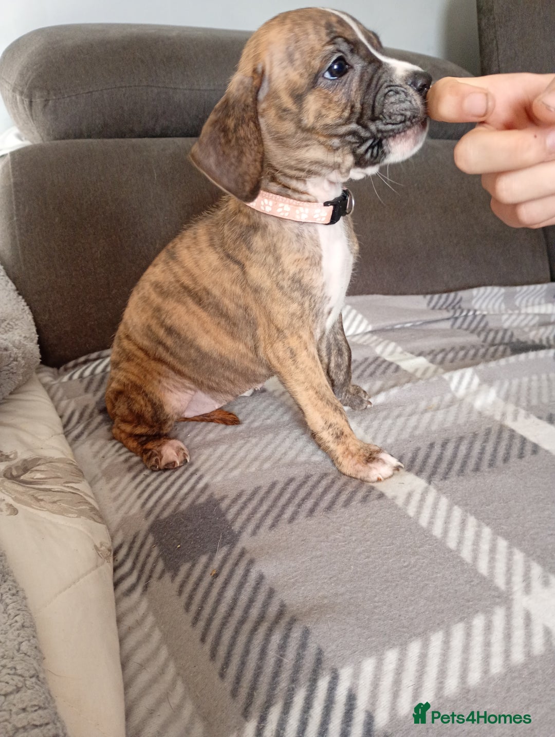 Mixed Breed dogs for sale: Mastiff cross  - Image 7