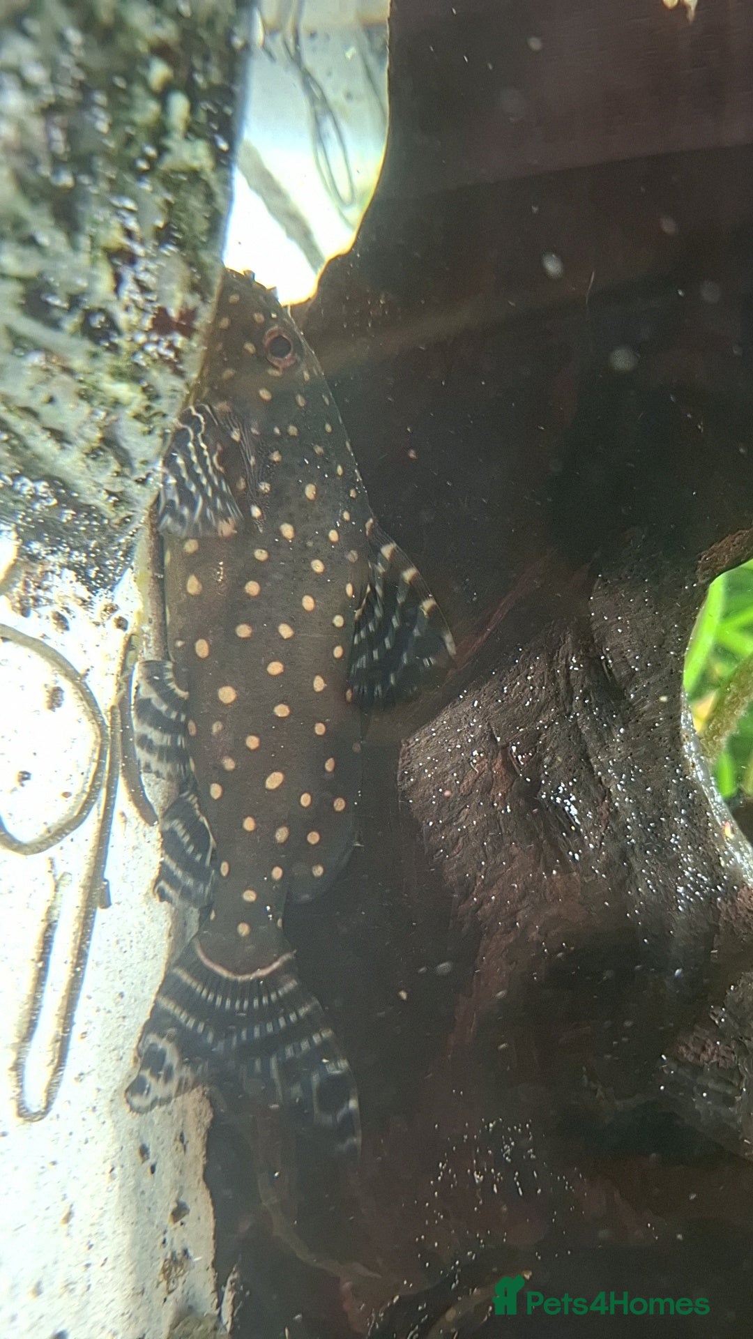 Catfish fish for sale: Catfish  - Advert 2