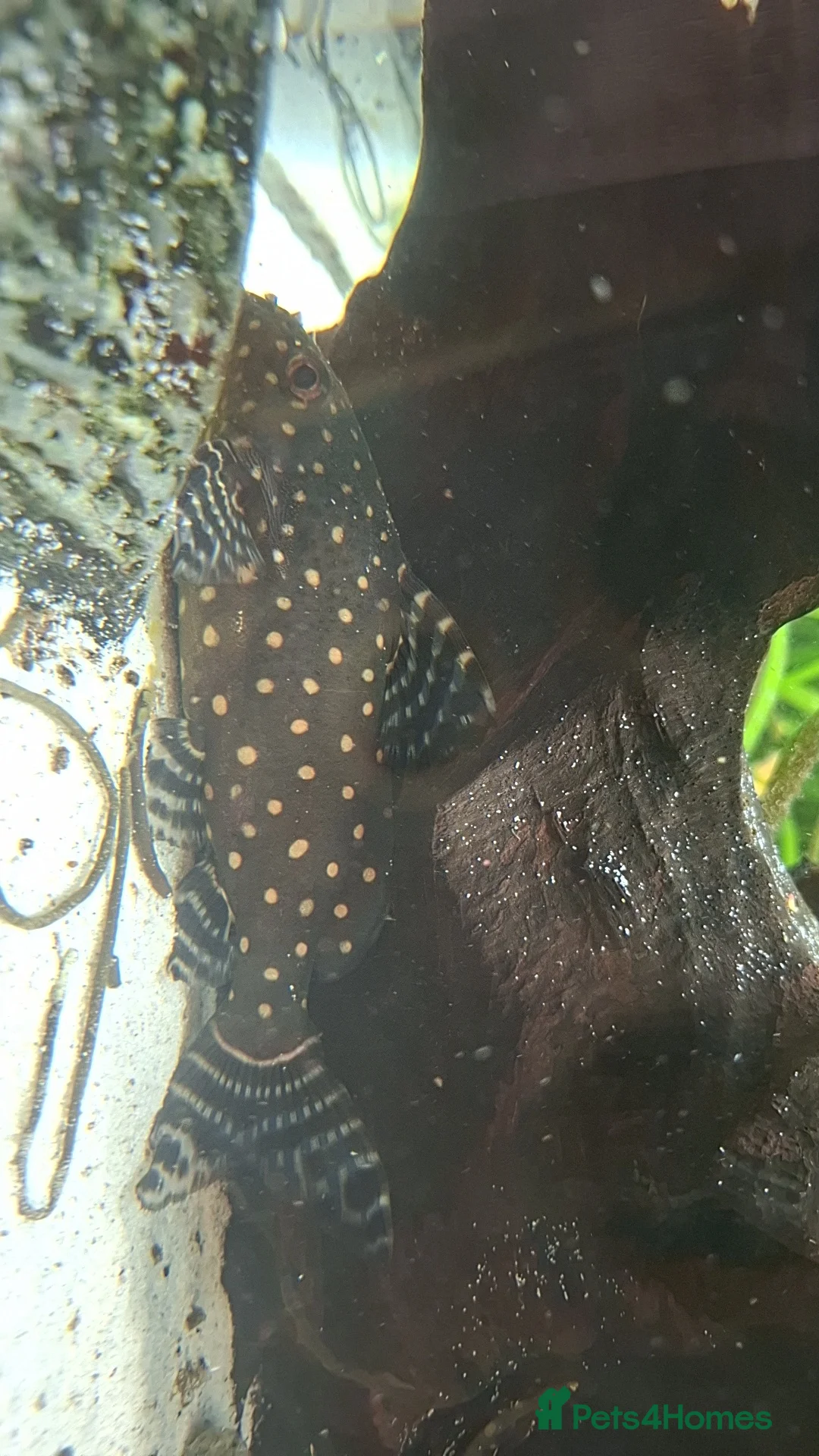 Catfish fish for sale: Catfish  - Advert 2