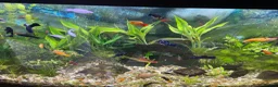 Platies fish for sale: Aquarium  in Southport - Advert 3