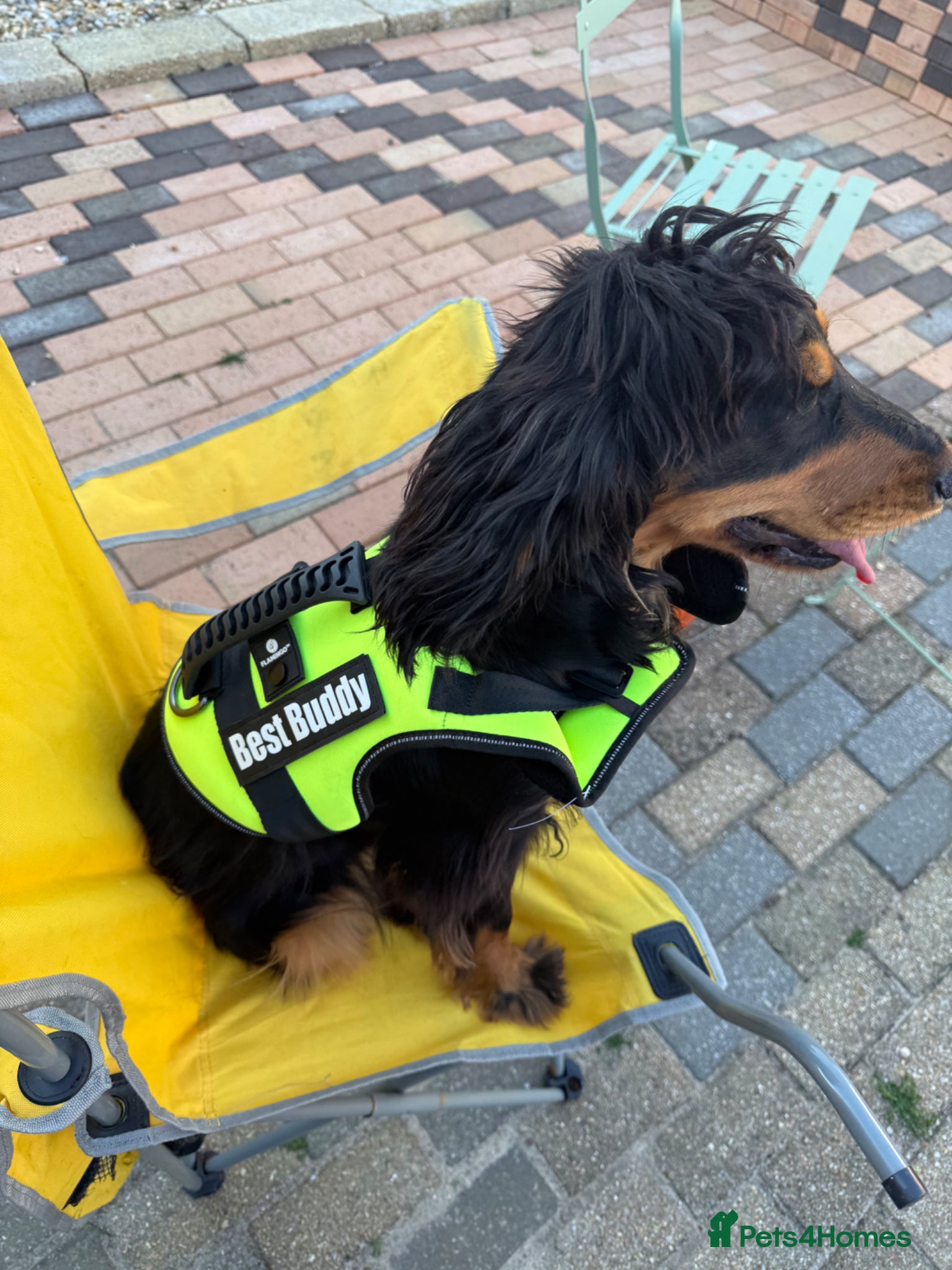 Cocker Spaniel dogs Cocker Spaniel  - Advert 1